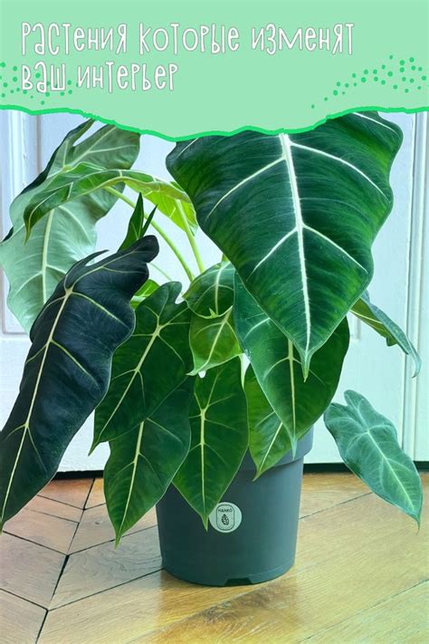 Названия техно-хитов MWC, которые изменят ваш гаджет-гардероб